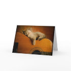 Chat dormant sur la guitare