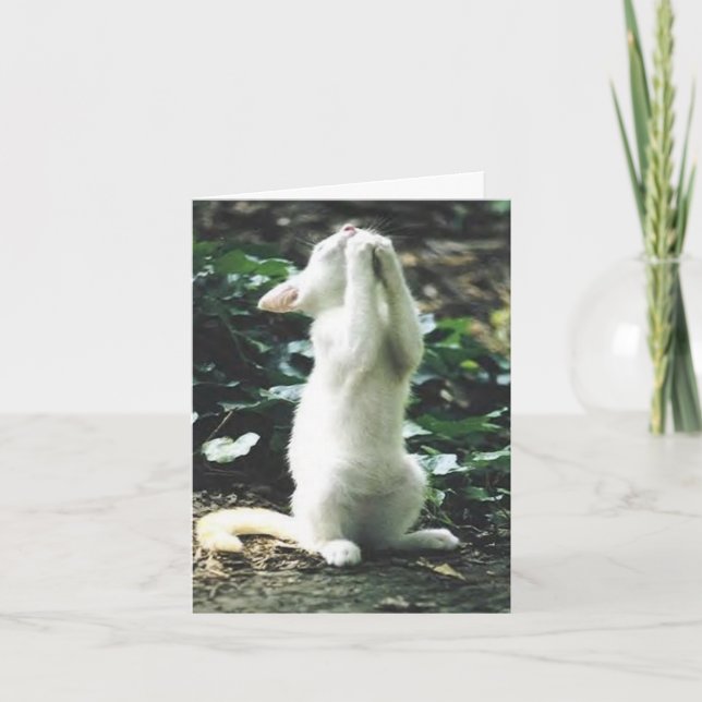 Carte chat drôle (Devant)