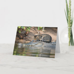 Carte Chat drôle de nap sur alligator
