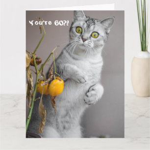 Carte Chat drôle Joyeux 60e anniversaire