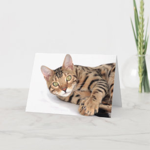 Carte chat du Bengale allongé