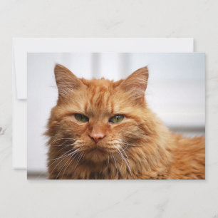 Carte Chat forestier norvégien