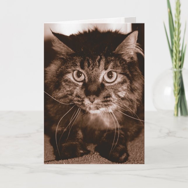 Carte Chat fou (Devant)