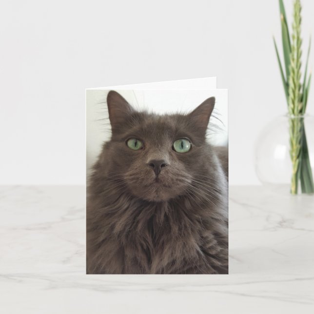 Carte Chat gris (Devant)