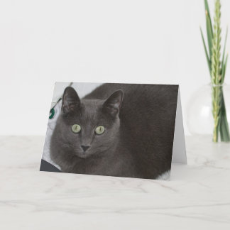 Carte Chat gris