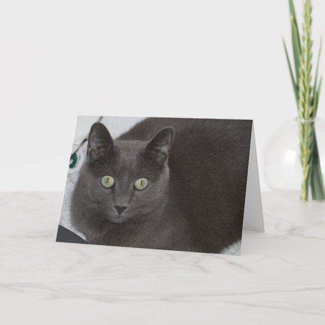 Carte Chat gris (Devant)