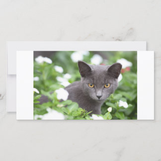Carte Chat gris dans un jardin