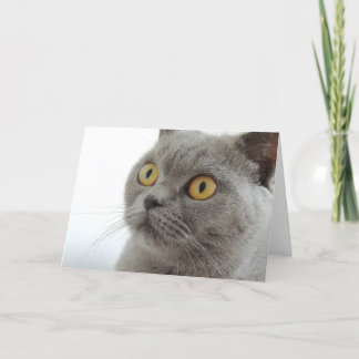 Carte Chat gris mignon