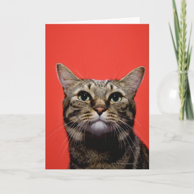 Carte Chat japonais recherchant (Devant)