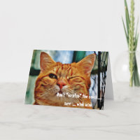 Chat malicieux humour drôle clin d'œil salutations