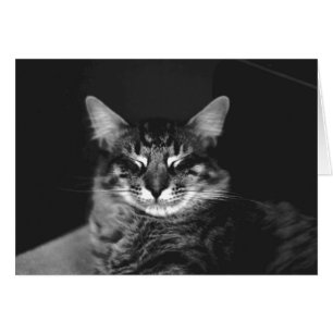 Carte Chat n° 3