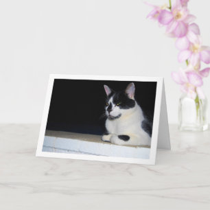 Carte Chat noir et blanc à la nuit Portrait