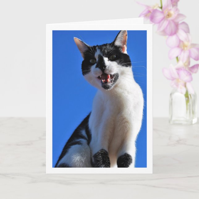 Carte Chat noir et blanc, Ciel bleu (Orchidée)