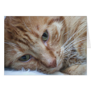 Carte Chat orange