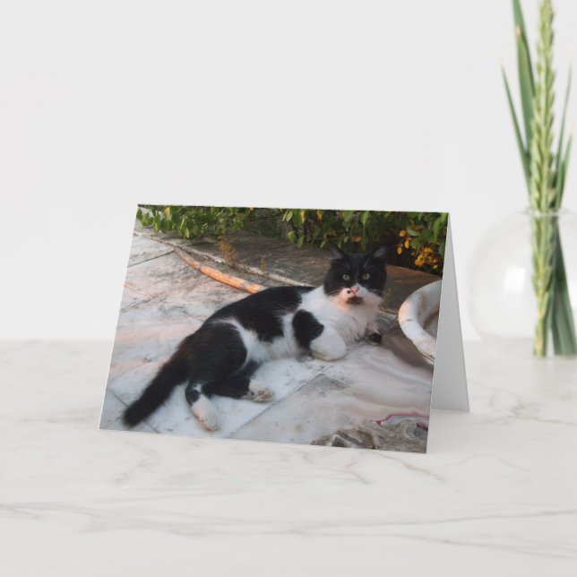 CARTE CHAT PIERO TURQUE NOIR ET BLANC (Devant)
