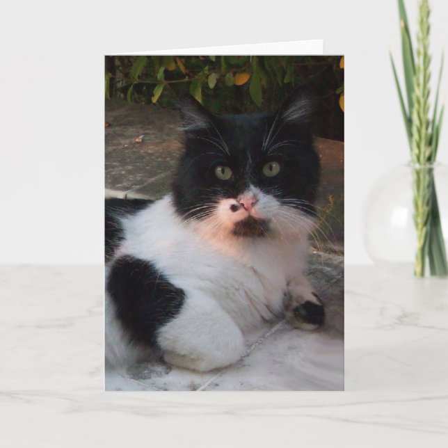 CARTE CHAT PIERO TURQUE NOIR ET BLANC (Devant)