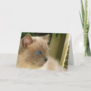Carte Chat Ragdoll