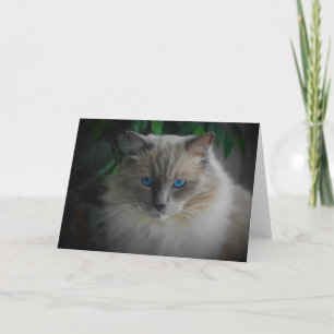 Carte Chat Ragdoll