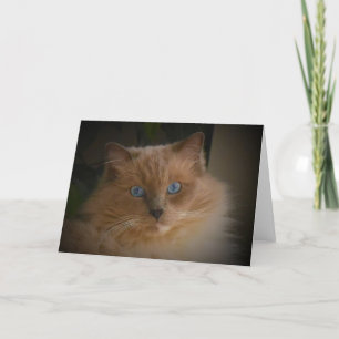 Carte Chat Ragdoll