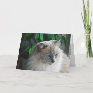 Carte Chat Ragdoll