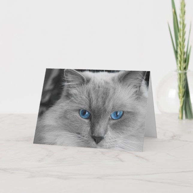 Carte Chat Ragdoll (Devant)