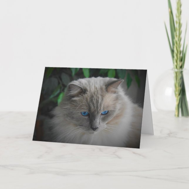 Carte Chat Ragdoll (Devant)