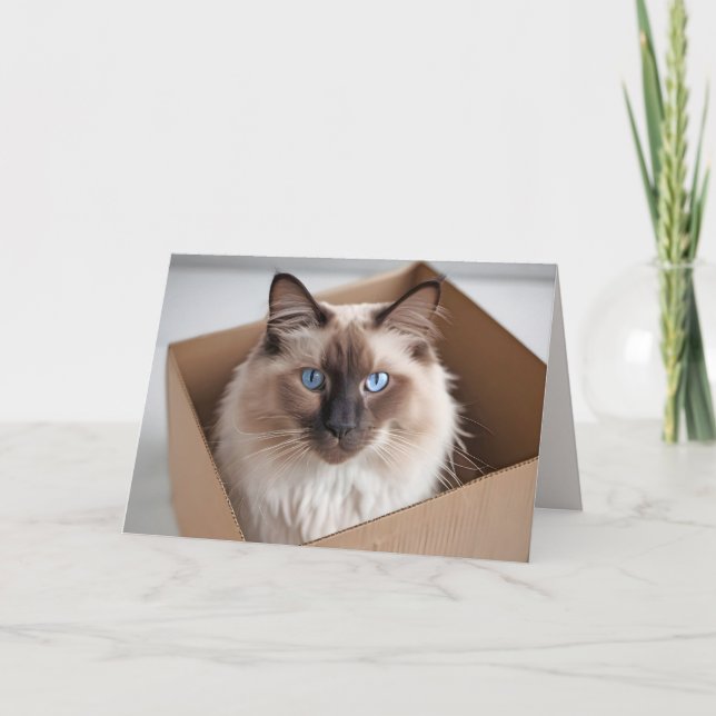 Carte Chat Ragdoll D'Anniversaire En Boîte En Carton (Devant)
