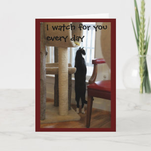 Carte Chat regardant la fenêtre