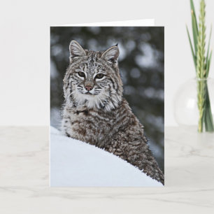Carte Chat sauvage dans la neige