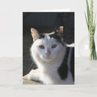 Carte Chat serein
