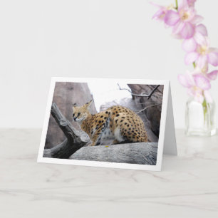 Carte Chat Serval sur Rocher