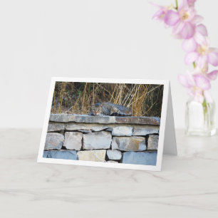 Carte Chat sur Rock Wall