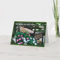 Chat Tabby Orange sur banc de jardin Sympathie