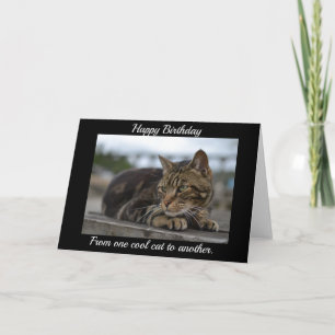 Carte Chat tigré prêt à l'action