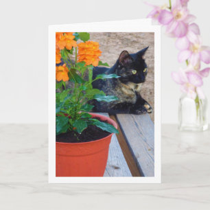 Carte Chat Tortoiseshell avec Fleurs de Pancre