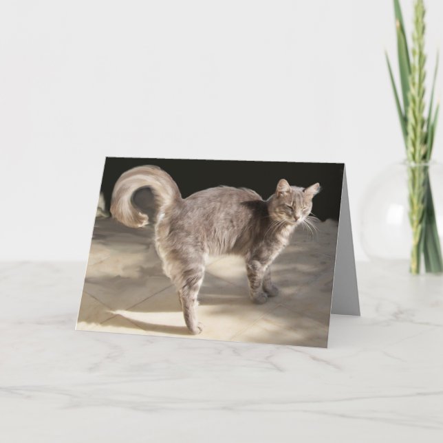 CARTE CHAT TURQUE GRAS (Devant)