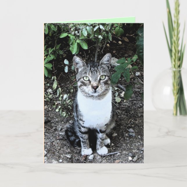 CARTE CHAT TURQUE NOIR ET BLANC RONIN (Devant)