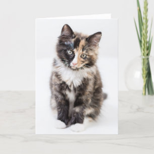 Carte Chaton adorable de calicot
