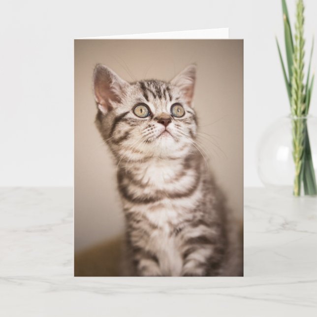 Carte Chaton britannique gris mignon de cheveux courts (Devant)