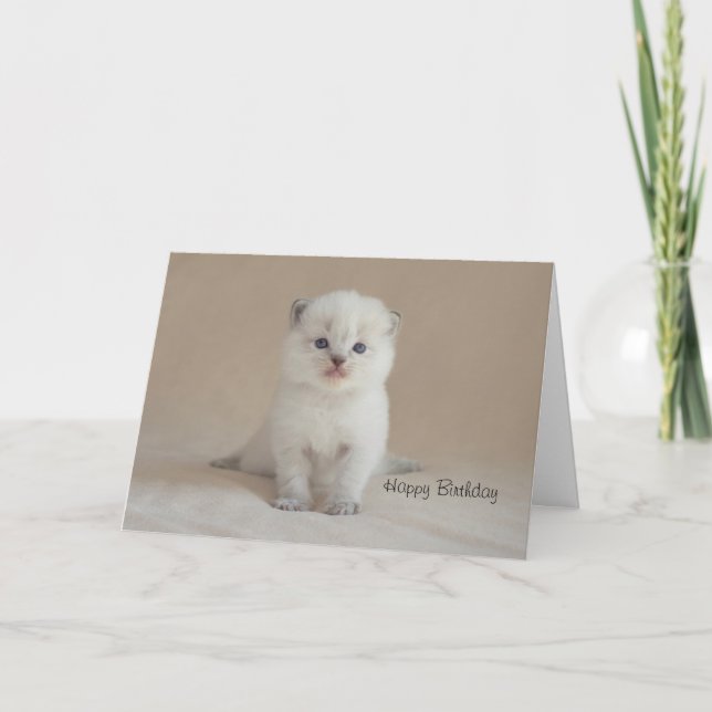 Carte Chaton de Ragdoll (Devant)