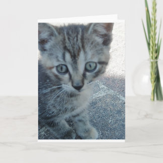 Carte Chaton gris.