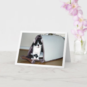 Carte Chaton noir et blanc en porte-chat
