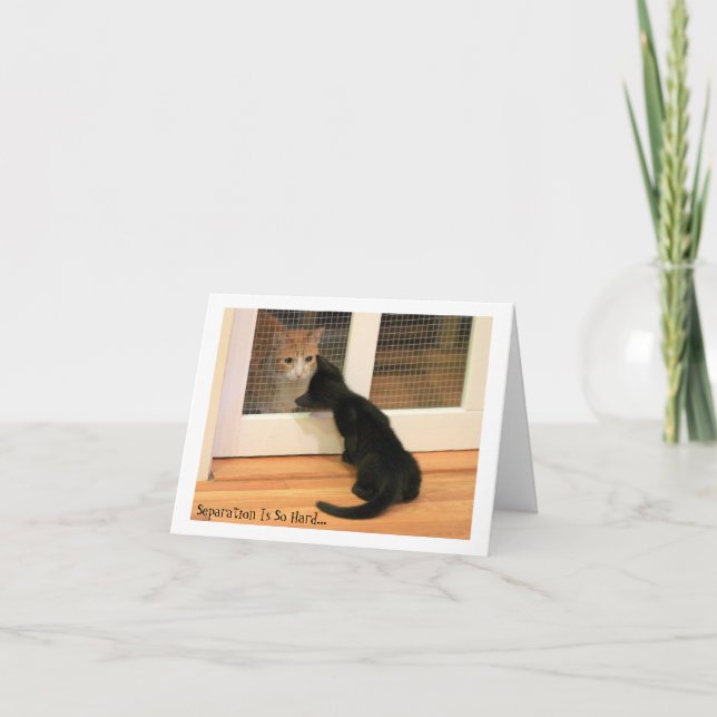 Carte Chaton noir minuscule et chat tigré orange (Devant)