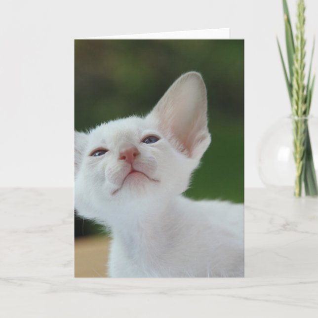 Carte Chaton siamois blanc (Devant)