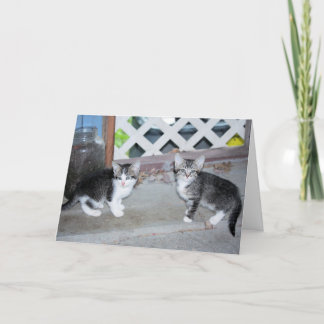 Carte Chatons