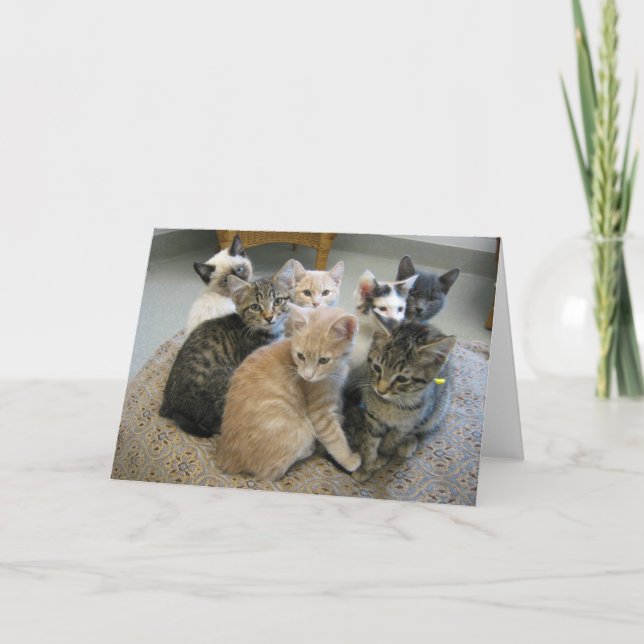 Carte Chatons 048 (Devant)