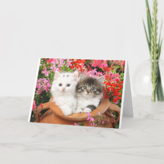 Carte Chatons dans un pot