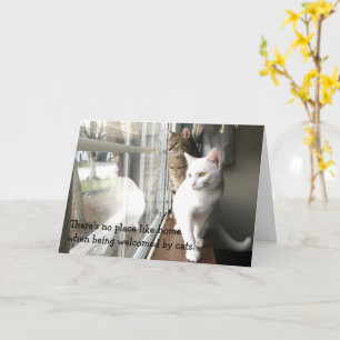 Carte Chats assis près de la fenêtre