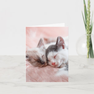 Carte Chats bouillonnants - Anniversaire