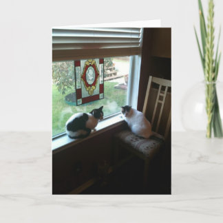 Carte Chats en attente